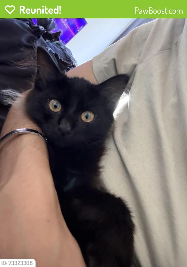 Reunited Male Cat last seen Washington, St. Louis, MO 63101