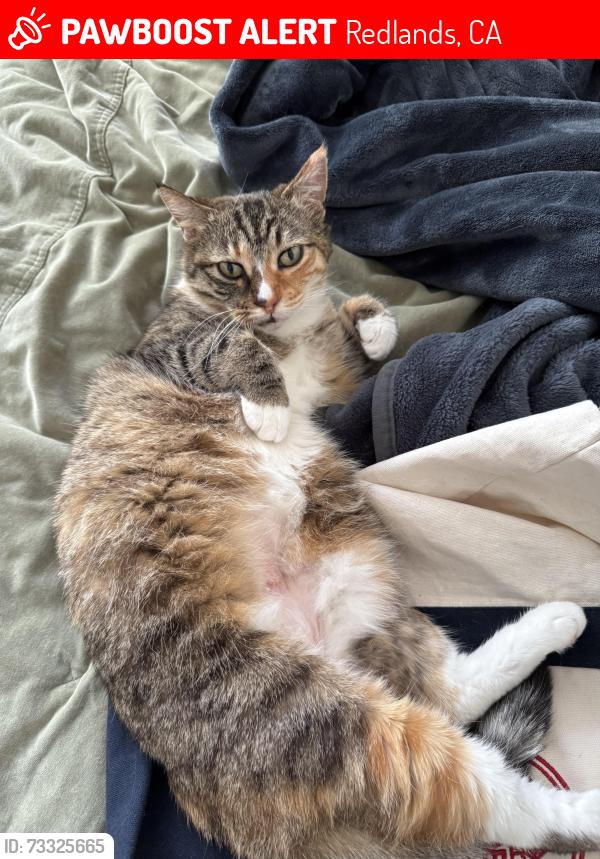 Lost Female Cat last seen Citrus ave and Valencia Ln, Redlands, CA 92374