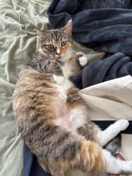 Lost Female Cat last seen Citrus ave and Valencia Ln, Redlands, CA 92374