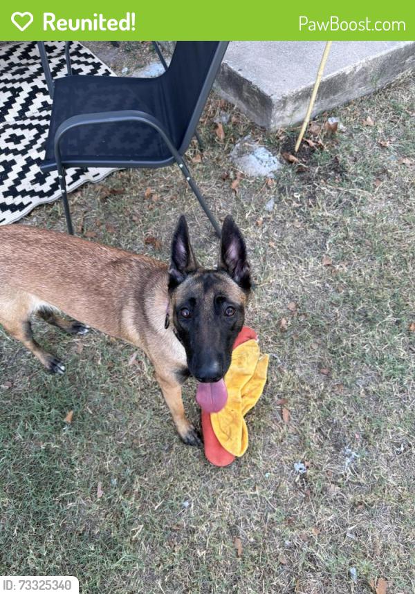 Reunited Female Dog last seen Rusk circle & Austin ave, Fort Hood, TX 76544