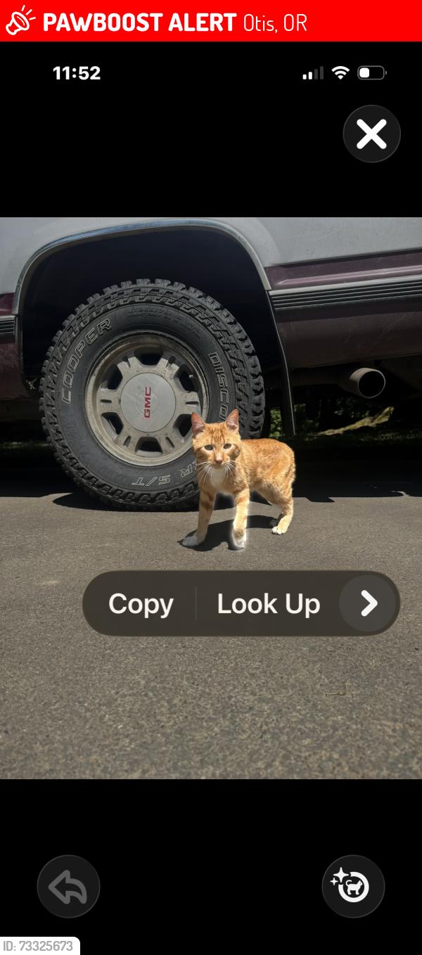 Lost Male Cat last seen bear creek, Otis, OR 97368