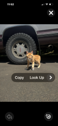 Lost Male Cat last seen bear creek, Otis, OR 97368