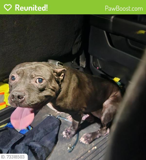 Reunited Female Dog last seen Near Timberwood Dr., Gallatin, TN 37066