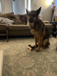 Reunited Male Dog last seen Witherspoon Dr, Richmond, TX 77406