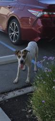 Found/Stray Male Dog last seen Byrd Ave, Fresno, CA 93706