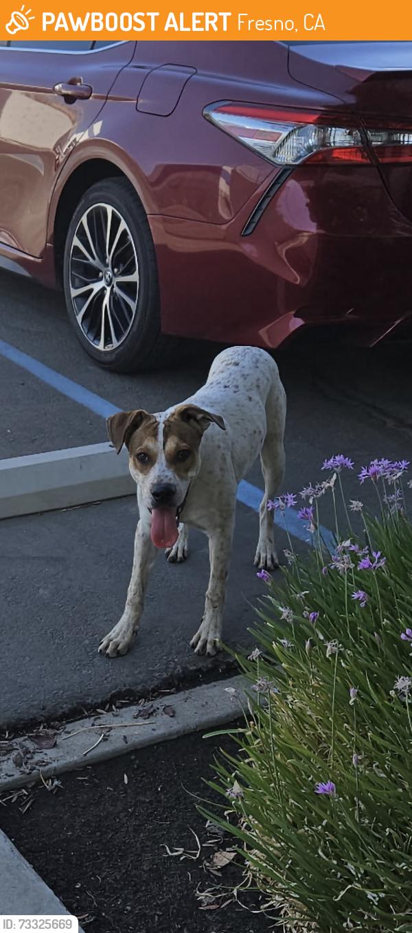 Found/Stray Male Dog last seen Byrd Ave, Fresno, CA 93706