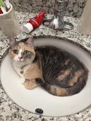 Lost Female Cat last seen Alden North Knoxville, Knoxville, TN 37924