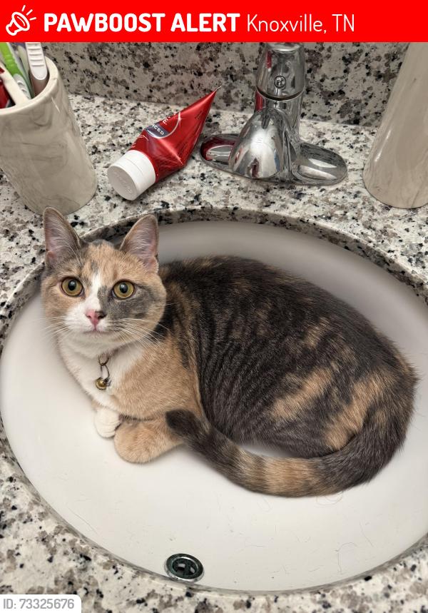 Lost Female Cat last seen Alden North Knoxville, Knoxville, TN 37924