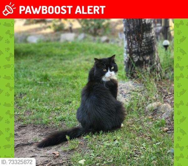 Lost Male Cat last seen Twin ravines sub division, Parkland County, AB T7Y 3C8