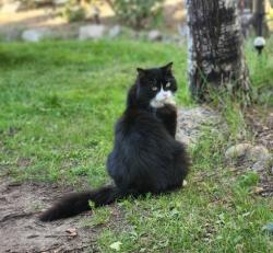 Lost Male Cat last seen Twin ravines sub division, Parkland County, AB T7Y 3C8