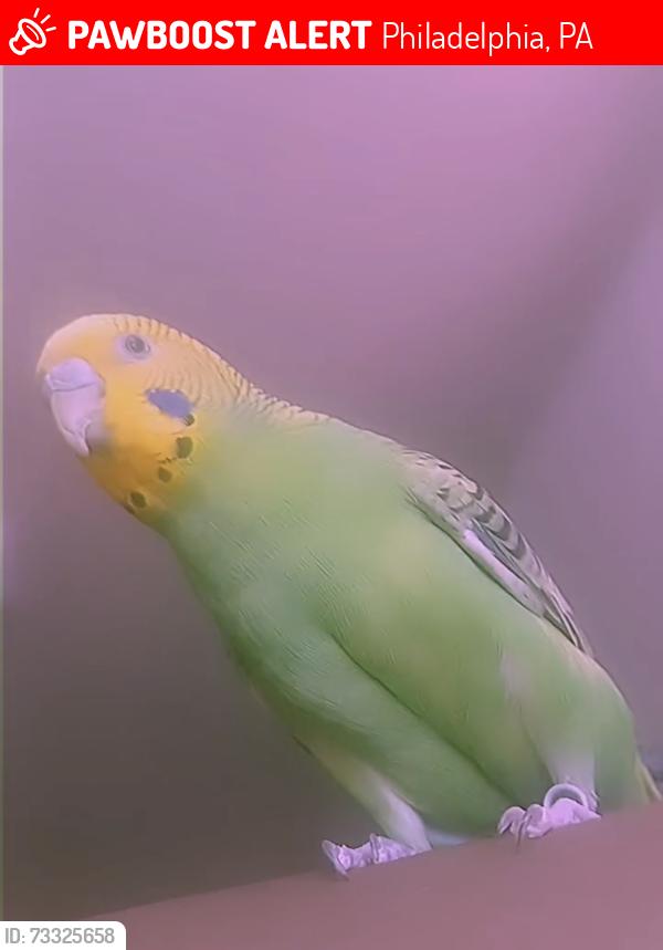 Lost Female Bird last seen North 17th St & Montgomery Avenue, Philadelphia, PA 19121