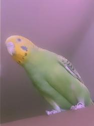 Lost Female Bird last seen North 17th St & Montgomery Avenue, Philadelphia, PA 19121