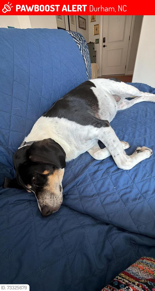 Lost Female Dog last seen Behind New Hope Church near the tobacco trail, Durham, NC 27713