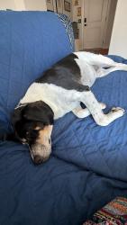 Lost Female Dog last seen Behind New Hope Church near the tobacco trail, Durham, NC 27713