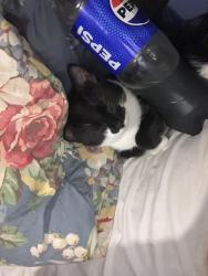 Lost Female Cat last seen Powell 174, Gresham, OR 97030