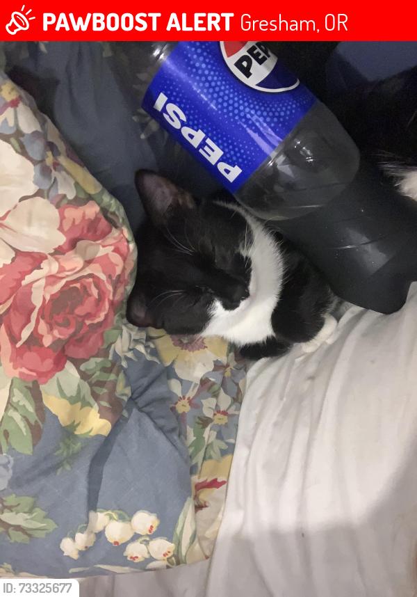 Lost Female Cat last seen Powell 174, Gresham, OR 97030
