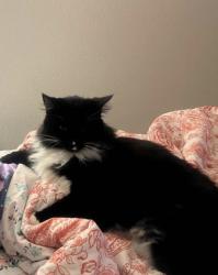 Reunited Female Cat last seen Idaho center blvd, Nampa, ID 83687