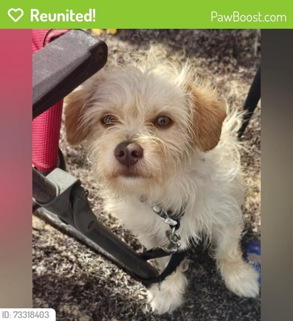 Reunited Male Dog last seen Near Beech Crossing dr, Houston, TX 77083