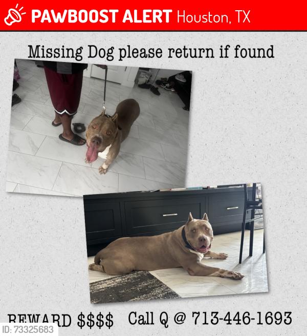 Lost Female Dog last seen MLK, Houston, TX 77033