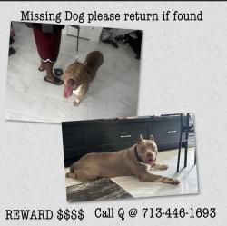 Lost Female Dog last seen MLK, Houston, TX 77033