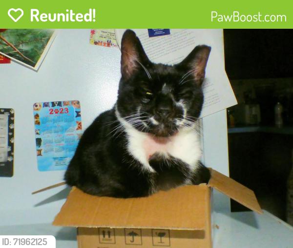 Reunited Male Cat last seen Elk Road and Hardingville Road, Elk, NJ 08343