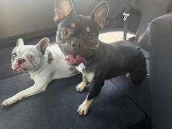 Found/Stray Female Dog last seen By metrotaquero, San Leandro, CA 94577