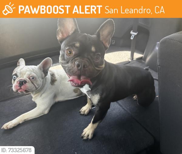 Found/Stray Female Dog last seen By metrotaquero, San Leandro, CA 94577