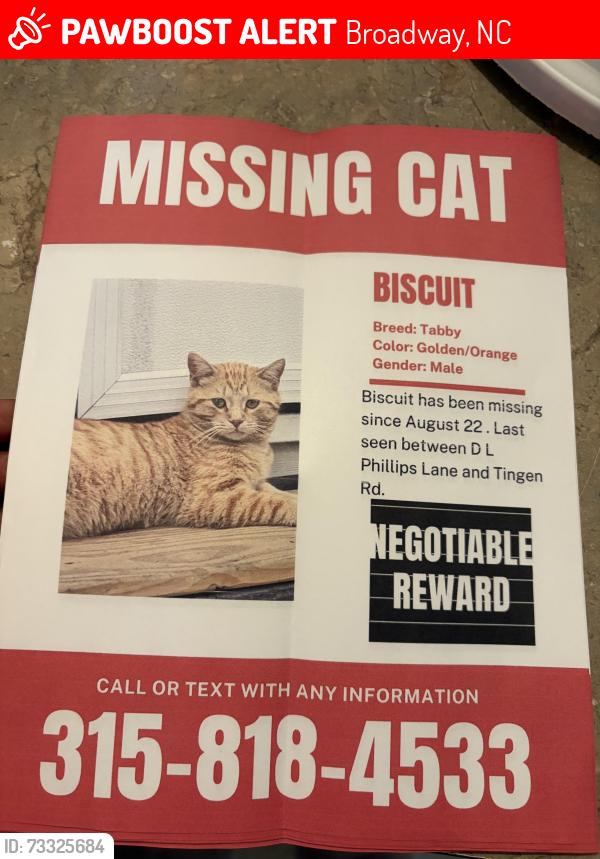 Lost Male Cat last seen Near D L Phillips Lane Broadway, Broadway, NC 27505