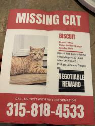 Lost Male Cat last seen Near D L Phillips Lane Broadway, Broadway, NC 27505