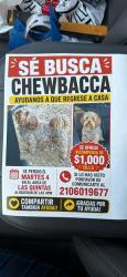 Lost Male Dog last seen Marck Antoni, Eagle Pass, TX 78852