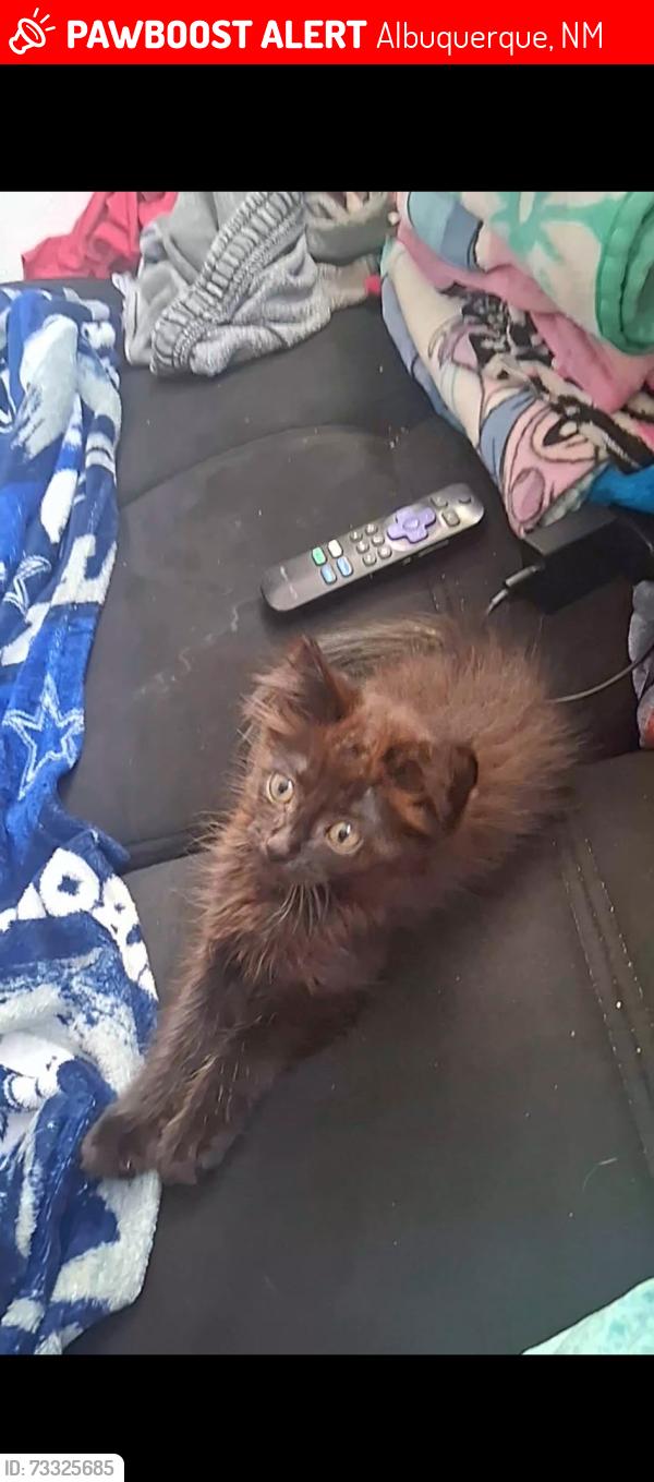Lost Female Cat last seen Montgomery Between Carlisle and San Mateo, Albuquerque, NM 87110