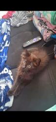 Lost Female Cat last seen Montgomery Between Carlisle and San Mateo, Albuquerque, NM 87110