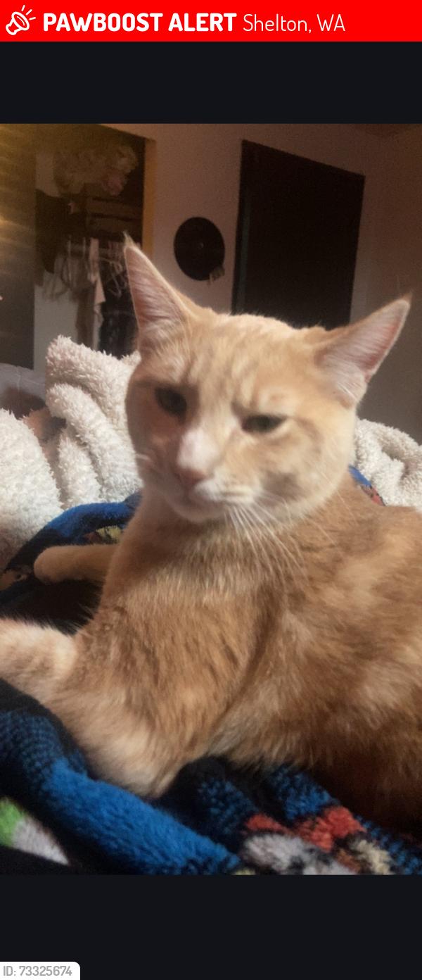 Lost Male Cat last seen Hurley-Waldrip Rd and Lambert Ln, Shelton, WA 98584