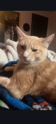 Lost Male Cat last seen Hurley-Waldrip Rd and Lambert Ln, Shelton, WA 98584