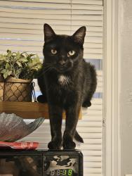 Lost Female Cat last seen 44th and Cemetery rd, Yukon, OK 73099