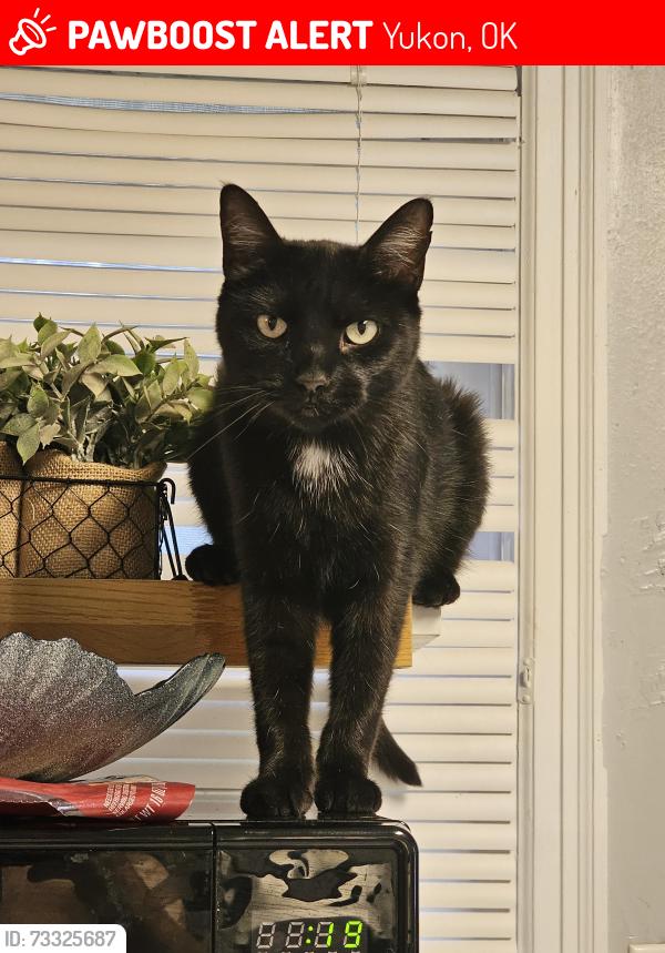 Lost Female Cat last seen 44th and Cemetery rd, Yukon, OK 73099
