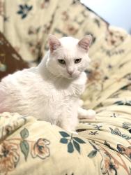 Lost Female Cat last seen West road, Houston, TX 77064