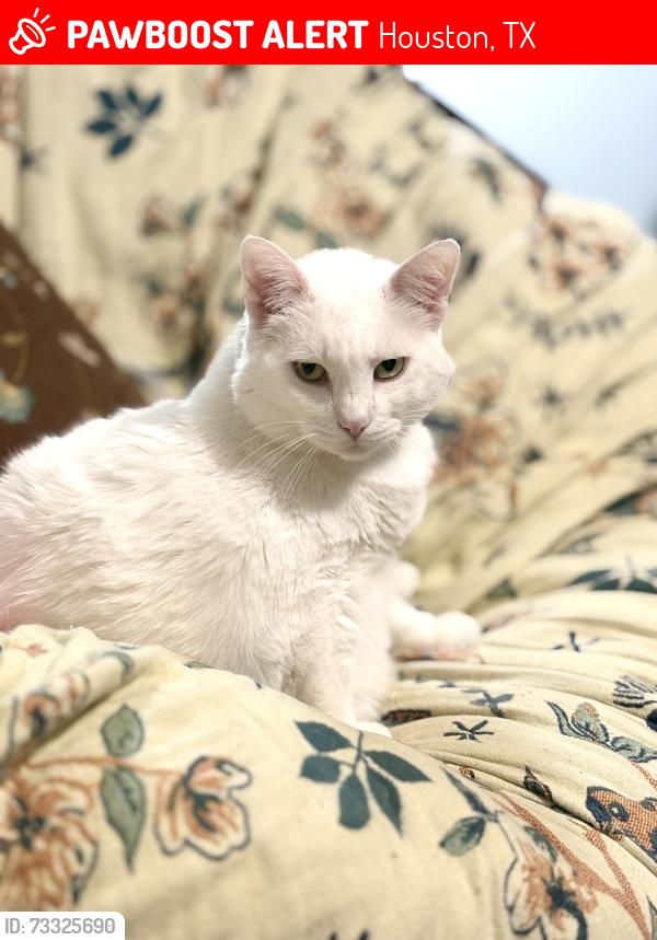 Lost Female Cat last seen West road, Houston, TX 77064