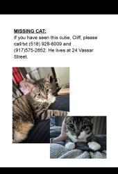 Reunited Male Cat last seen Vassar st and Lafayette pl, Poughkeepsie, NY 12601