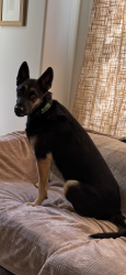 Lost Male Dog last seen Carters creek pike, Franklin, TN 37064