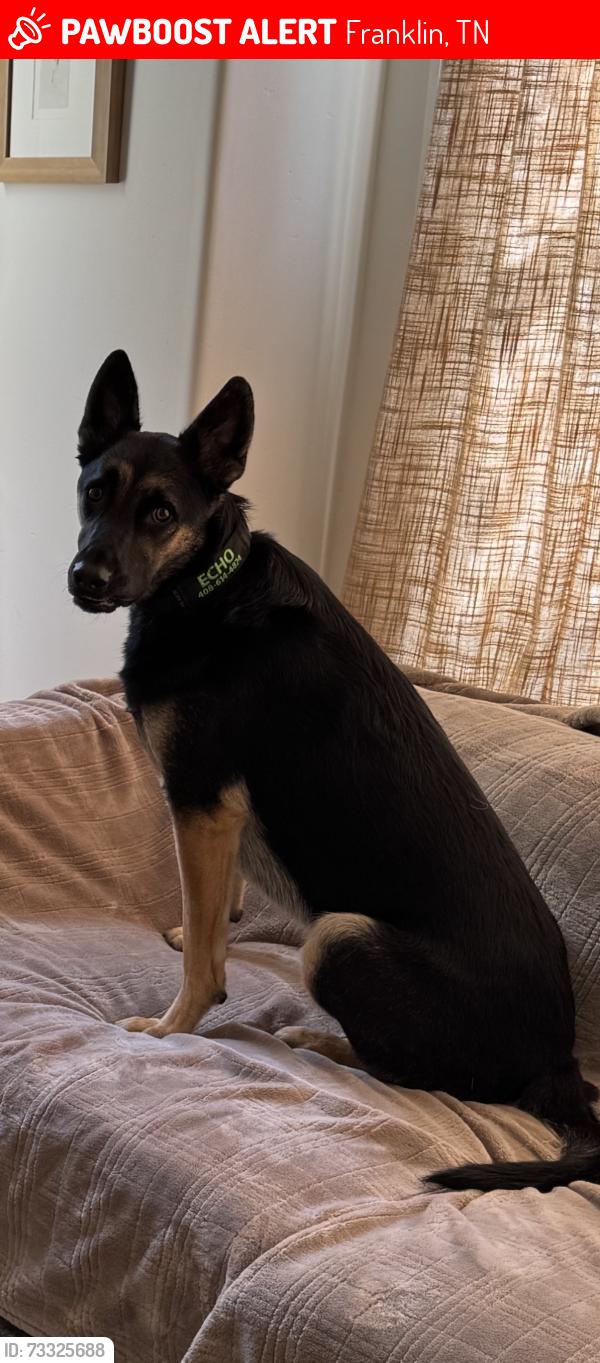 Lost Male Dog last seen Carters creek pike, Franklin, TN 37064