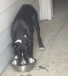 Found/Stray Male Dog last seen Eldridge and 1960 near building 3, Jersey Village, TX 77065
