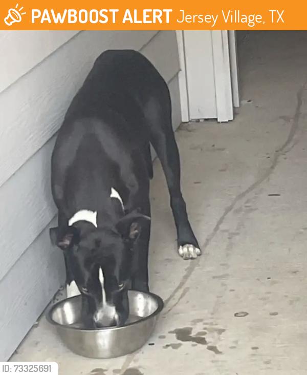 Found/Stray Male Dog last seen Eldridge and 1960 near building 3, Jersey Village, TX 77065
