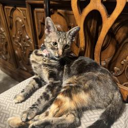 Lost Female Cat last seen James Ave, Rialto, CA 92376