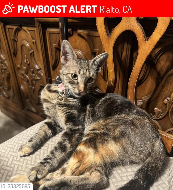 Lost Female Cat last seen James Ave, Rialto, CA 92376