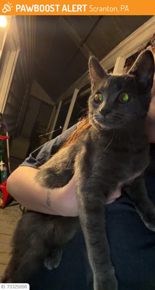 Rehomed Female Cat last seen Near 1000 block of washburn st, Scranton, PA 18504