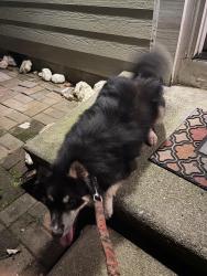 Found/Stray Unknown Dog last seen found on plantation bridge dr, Johns Creek, GA 30022