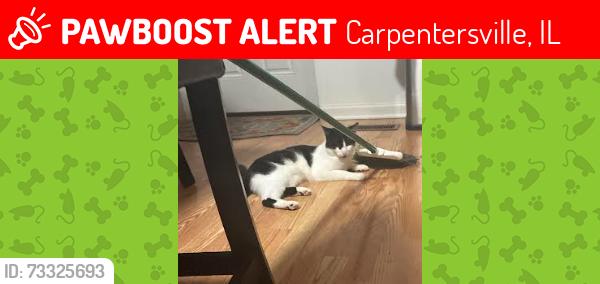 Lost Male Cat last seen Kennedy drive by Lake marian by the starbucks., Carpentersville, IL 60110