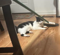 Lost Male Cat last seen Kennedy drive by Lake marian by the starbucks., Carpentersville, IL 60110
