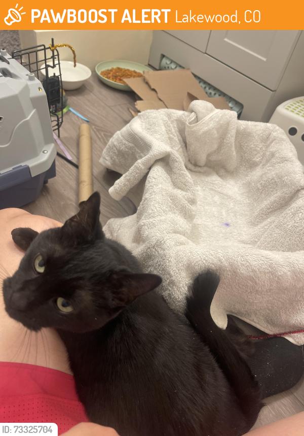Found/Stray Female Cat last seen Sheridan and 10th, Lakewood, CO 80214